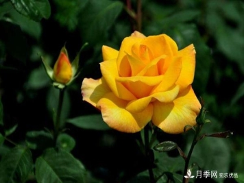 月季有哪些常见的病虫害？月季网告诉你