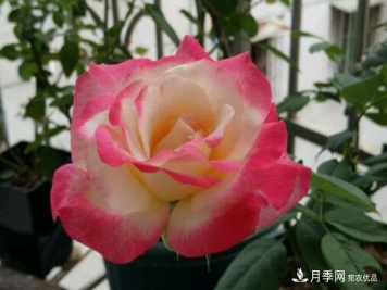 月季红双喜，养护简单开花多，只要4招1年开花10个月