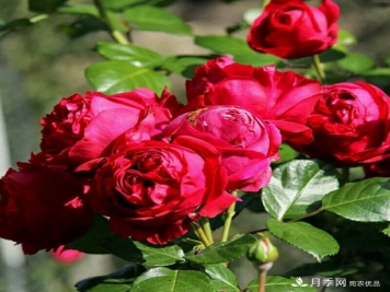 月季夏天会变丑？这8种耐热月季，越开越好看！