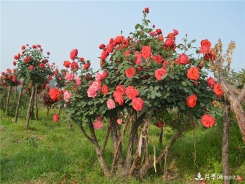 古桩月季树的实用效果场景图