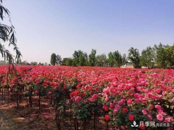 内乡县马山口镇：月季初绽妍 花香惹人醉