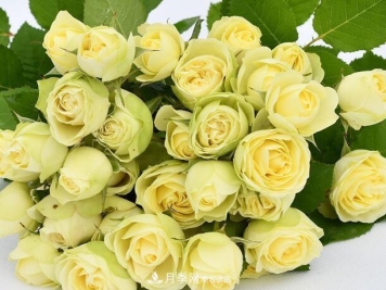 单花期最长的月季品种推荐几个，最久能开一个多月