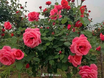 美丽的南阳月季！树状嫁接改变了月季的命运