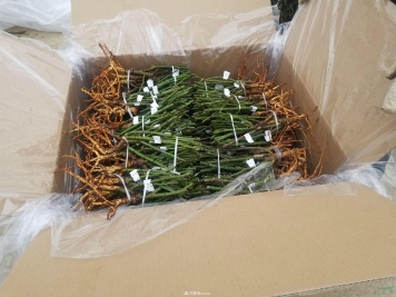 南阳月季裸根种苗出口发往韩国
