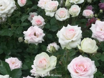 北京自主培育月季品种4名新成员，有个可爱冰淇淋