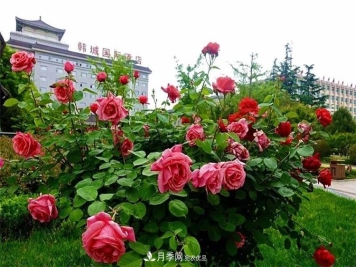 记录陕西韩城第二届月季文化产业发展大会