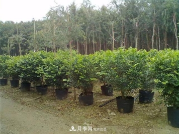 干货：园林绿化种植技术17问，你需要掌握苗木知识