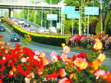 北京月季惊艳！250公里月季项链环绕京城