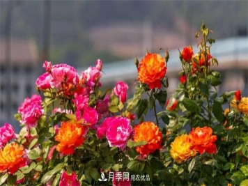 205万株月季全城盛放！贯穿杭州的空中花廊你走过吗？