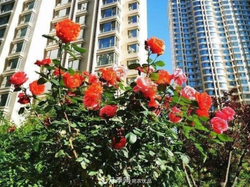 房地产小区绿化用上网红月季花，怎么样？业主赞不绝口