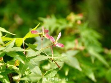 区别红枫和鸡爪槭，带你认识彩叶苗木鸡爪槭(qì)