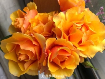 8款冷门月季，表现特别好，但是养的人不多