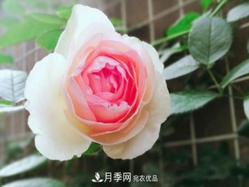 龙沙宝石月季的养殖方法和养护注意事项