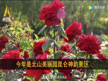 青海西宁第七届月季展，北山美丽园20多万株月季盛开！