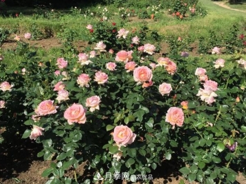 中国三大月季名园，爱月季的你一定要去的三大月季园！