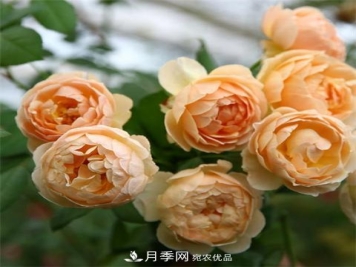 8款好闻好养的月季花，香气浓郁开花满屋香