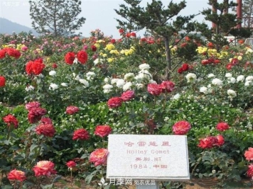 月季花有两万多个品种，它的类别原来是这样划分的