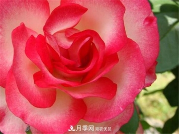 花友作业，一分钟看懂月季