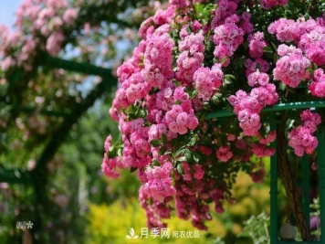 走进世界最大月季园，近7000个品种，30000棵月季……