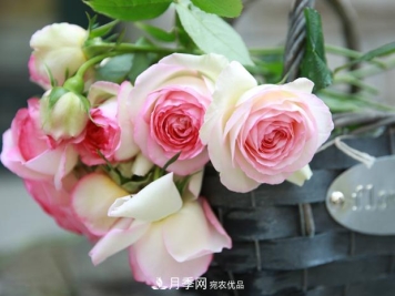 龙沙宝石月季的种植方法