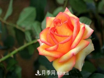 月季和玫瑰的简单区别办法