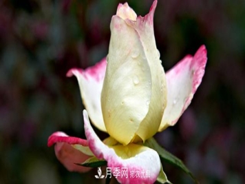 月季花的功效与作用