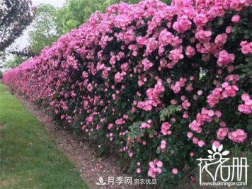 爬藤月季什么品种最美？十大爬藤月季排名