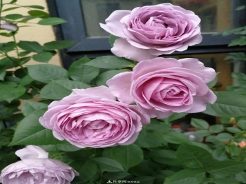 5种蓝色网红月季，你见过几种？