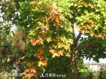 河南绿化苗木五角枫可以嫁接什么树？五角枫嫁接技术和时间