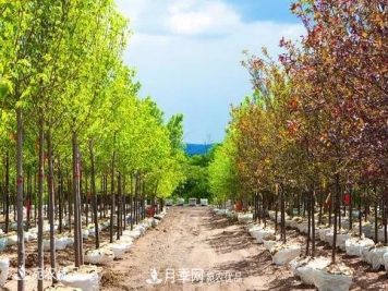 苗木价格变化大，主要有这三个因素