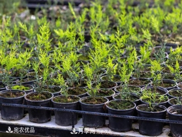 北方园林需求旺盛，分享大规格容器苗木培育技术以及管理方法