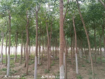 南阳绿化苗木基地的建设与整地施肥