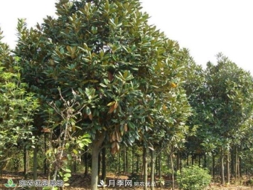 如何打造精品苗木？南阳苗木网十大要领须知道