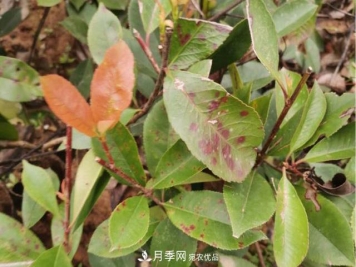 雨季石楠苗木叶斑病盛行，园林人注意防治