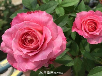 微型月季适合地栽吗