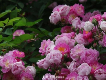 夏天月季花小又不香，5种情况看一看，您家属于哪一种？