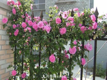 月季网宝典，藤本月季养殖养护方法