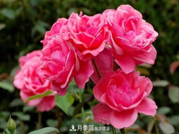 丰花月季有哪些经典品种？