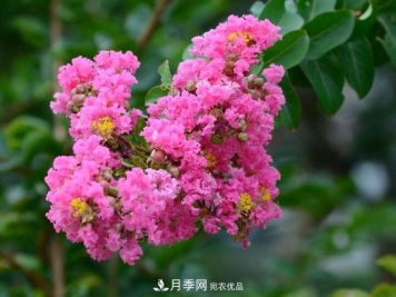 比烈日更泼辣的3种花树，盛夏灿烂无比，你要养一棵吗？