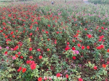 肃宁国际月季博览园——月季文化景观