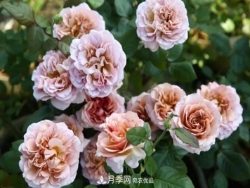 10种复古色月季，气质炸裂！花友值得入手！