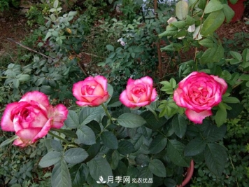 盆栽月季难养？掌握这3点，盆栽比地栽月季还好养！