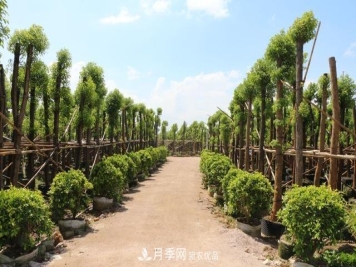 苗木人要知道 未来苗木5大发展趋势