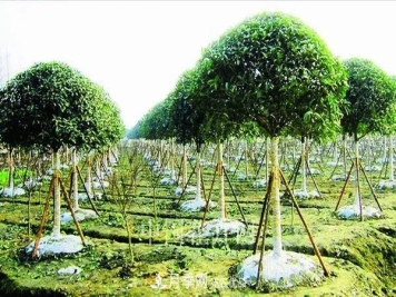 敲晕几个苗木大户后，我整理出了这份《高价苗木进阶手册》