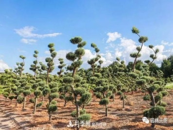 这些苗木价格最贵，市场潜力大，未来可以继续发展！