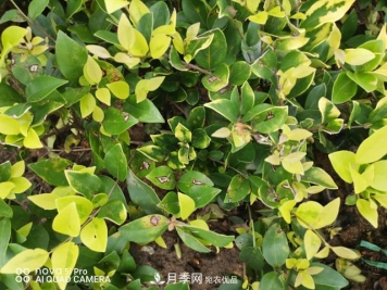 园林苗木重要病害——炭疽病的防治小方法