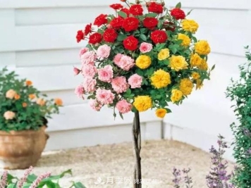 青岛路边用月季美化，开的月季花比拳头大，原来是月季嫁接的蔷薇