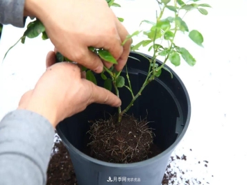 入坑月季必须知道的换盆小知识！