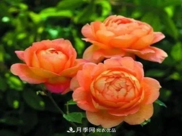 优秀的英国奥斯汀月季--夏洛特夫人月季