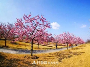 园林绿化常用观花乔木，花开五彩、绚丽夺目，每种都很有特色
